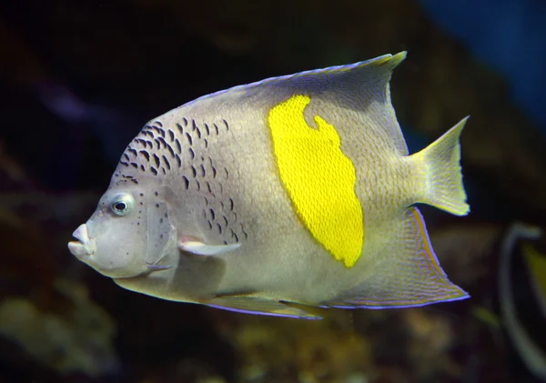 Pesce angelo - Pomacanto, maculoso — Foto Stock