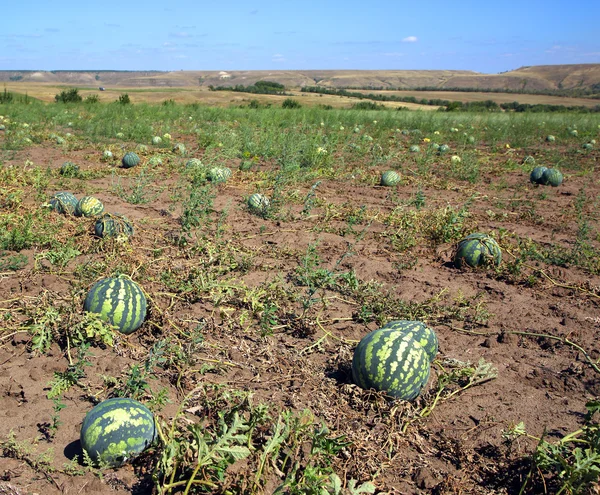 Watermeloenen in veld — Stockfoto