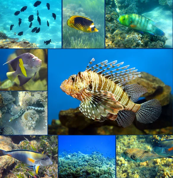 紅海のサンゴ礁の魚たちセット — ストック写真