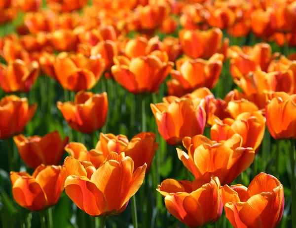 Gebied van Oranje tulpen bloeien — Stockfoto