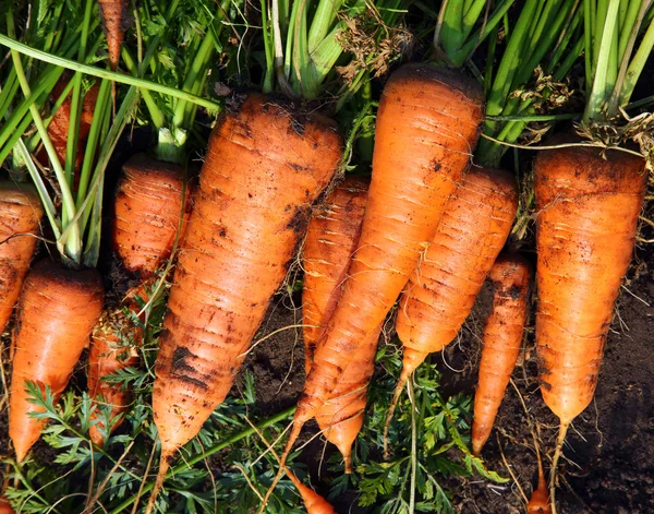 Урожай моркови — стоковое фото