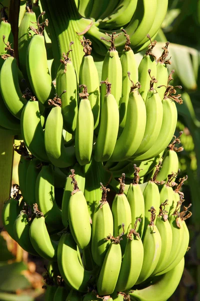 Plantação de banana ao sol — Fotografia de Stock