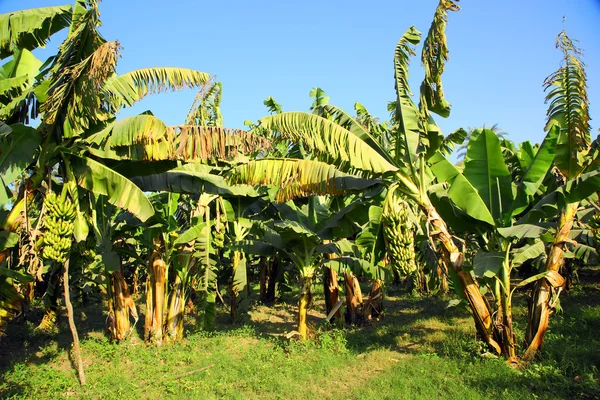 Plantação de bananeiras — Fotografia de Stock