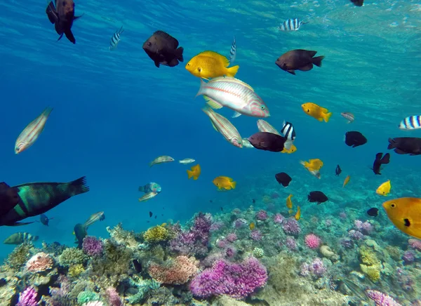 Coral and fish in the Red Sea — Stock Photo, Image