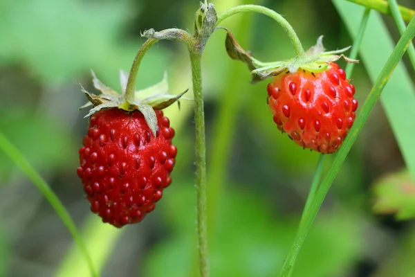 Wild strawberry macro — Stock Photo, Image