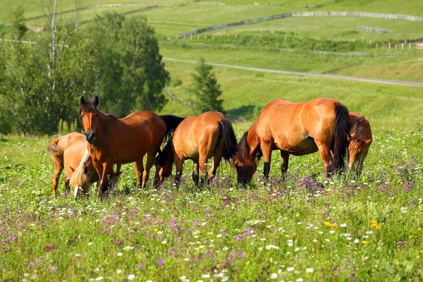 Koně pasoucí se na louce v létě — Stock fotografie