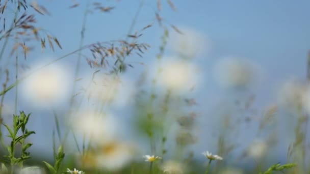 Bellis blommor på ängen — Stockvideo