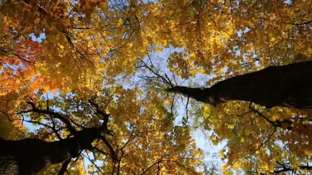 Sonbaharda sarı ağaç — Stok video