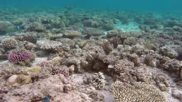 Peixes de corais no Mar Vermelho — Vídeo de Stock