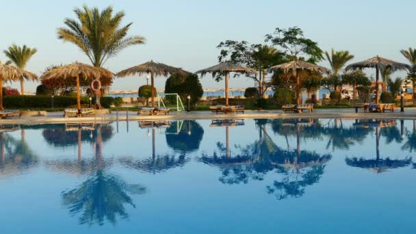 Swimming pool with palm trees — Stock Video