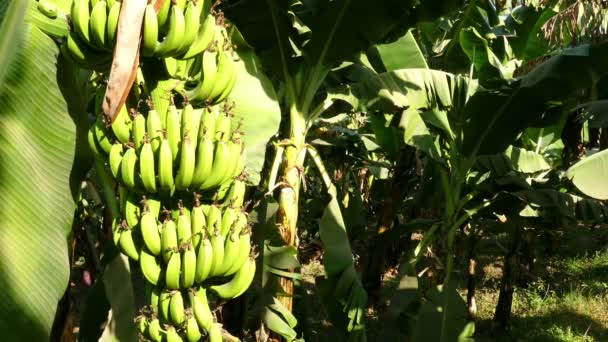 Boom bananenplantage — Stockvideo