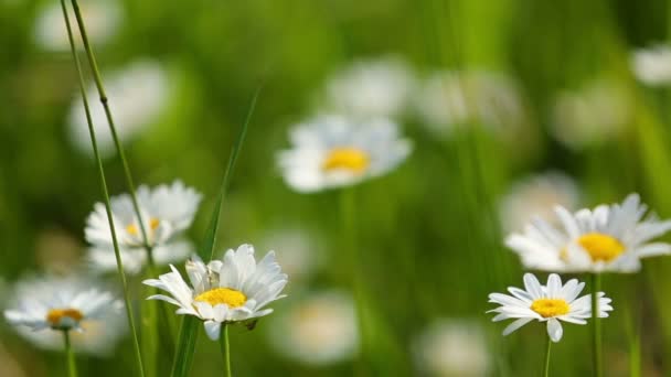 Fiori di margherite sul prato — Video Stock