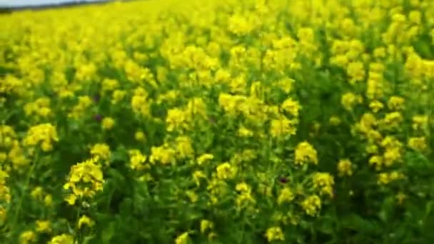 Campo de colza com floração — Vídeo de Stock