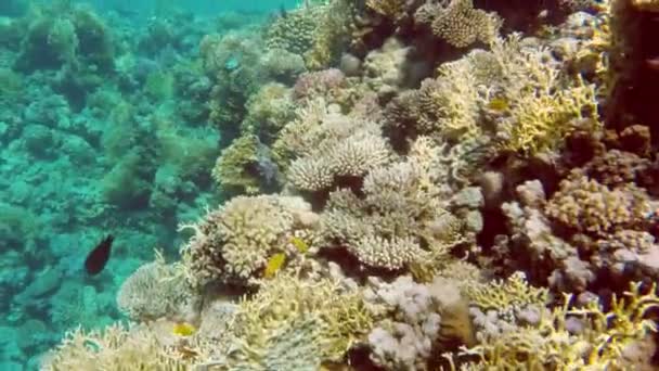 Peces de coral en el Mar Rojo — Vídeos de Stock