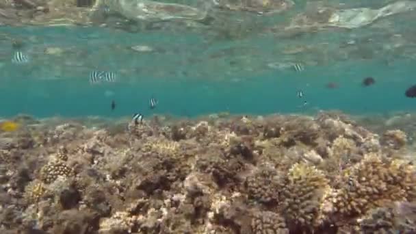 Sergents à queue de ciseau poissons — Video