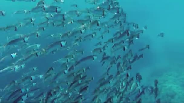 School of Indian mackerel — Stock Video