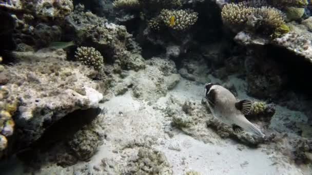 Чорний плямистий риби в Червоному морі — стокове відео