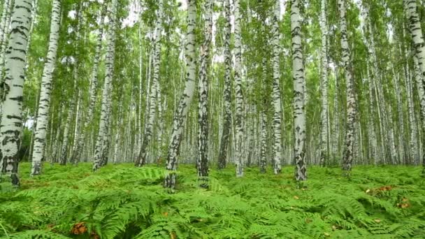 Bosque de abedul verano — Vídeo de stock