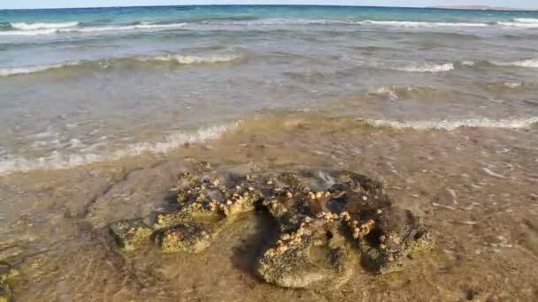 Vörös-tenger hullám — Stock videók