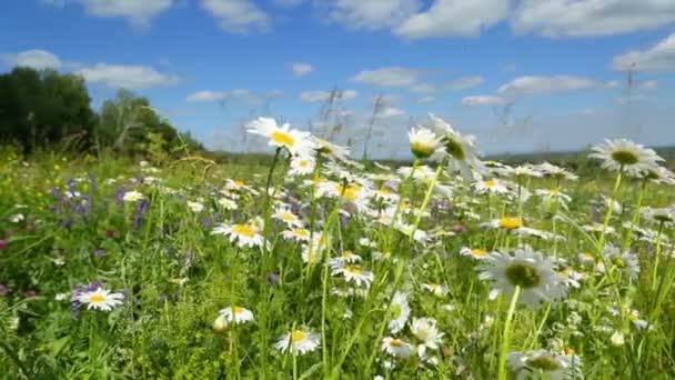 Daisies flowers on meadow — Stock Video