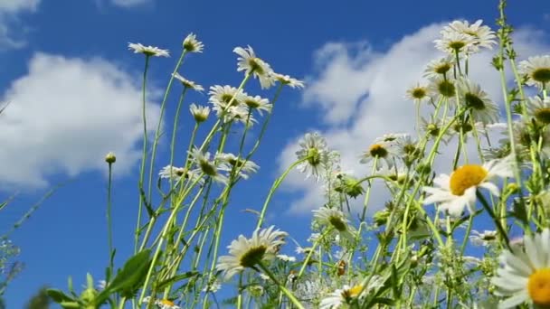 Margaridas flores no prado — Vídeo de Stock