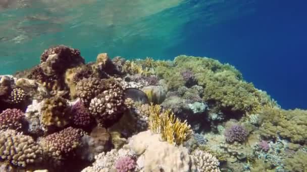 홍 해에 산호 물고기 — 비디오