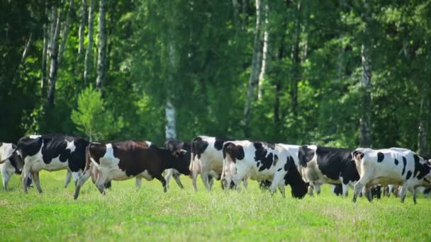 Beslag van koeien op de weide — Stockvideo