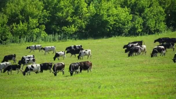 Herd of cows on pasture — Stock Video