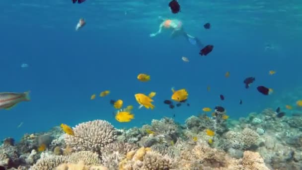 Šnorchlování dívky pod vodou — Stock video