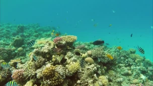 紅海のサンゴ礁の魚たち — ストック動画