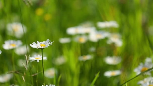 Bellis blommor på ängen — Stockvideo