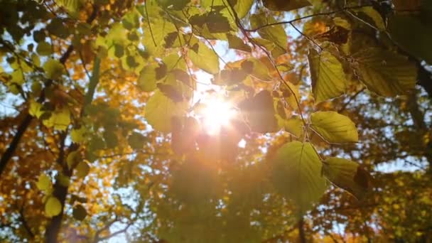 Осенние жёлтые листья — стоковое видео
