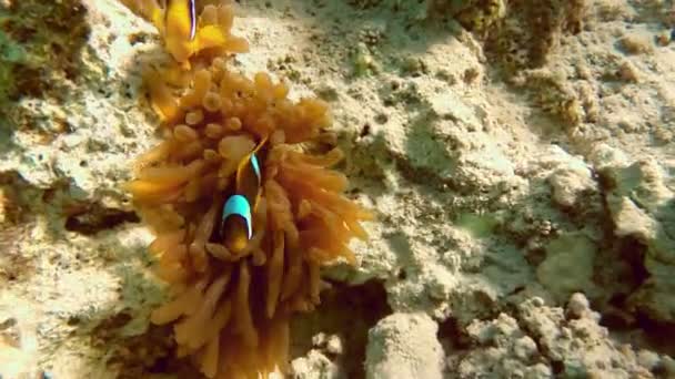 Clownfish shelters on tropical coral reef — Stock Video