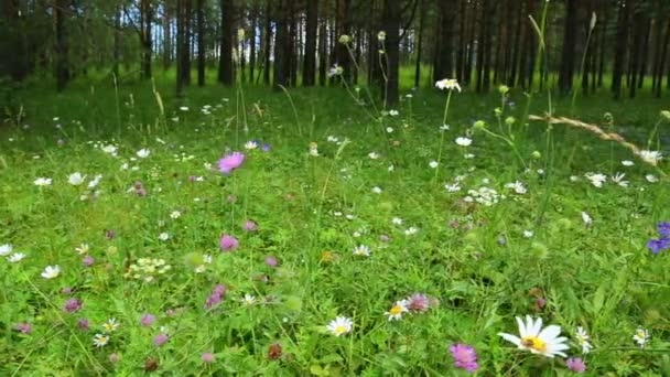 Bos bloemen in de zomer — Stockvideo