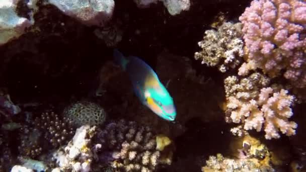 Pesce pappagallo margherita nel Mar Rosso — Video Stock
