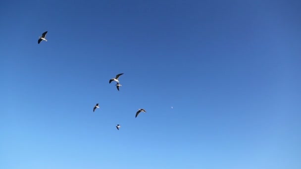 Fiskmåsar i blå himmel — Stockvideo