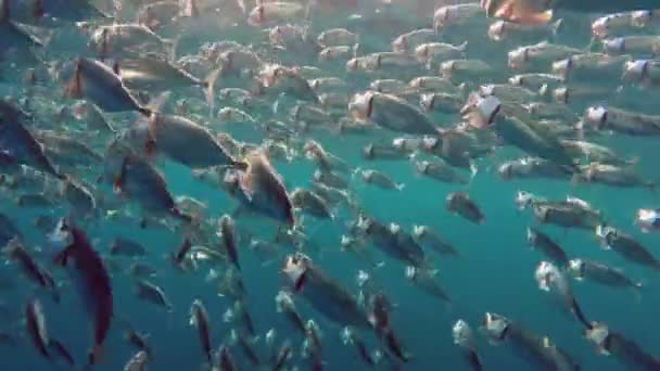School of Indian mackerel — Stock Video