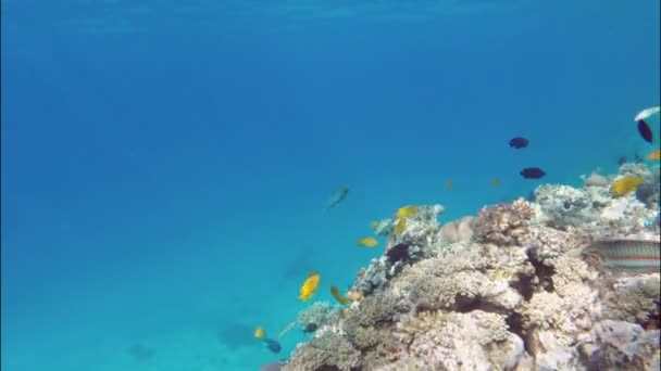 Los peces nadan entre corales — Vídeos de Stock