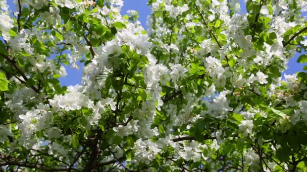 Ramas de manzanos y abejas — Vídeos de Stock