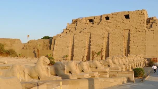 Oude tempel in luxor — Stockvideo