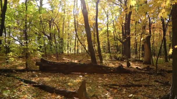 Forêt d'automne avec soleil brillant — Video