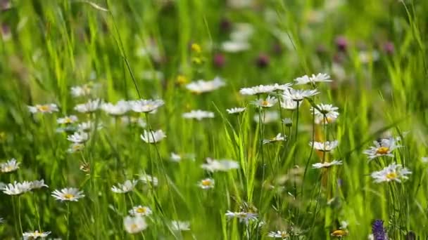 Madeliefjes bloemen op weide — Stockvideo