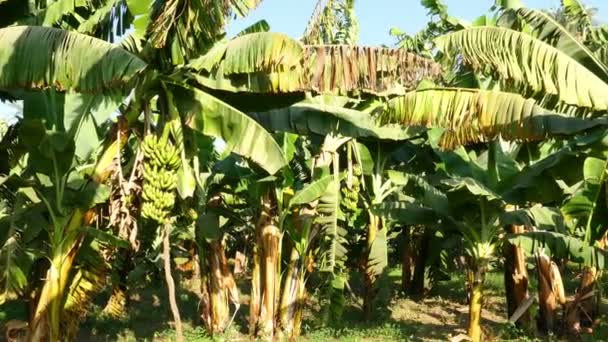 Plantación de plátanos — Vídeos de Stock