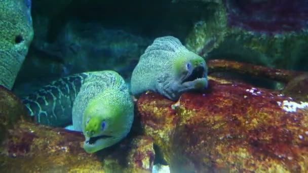 Moray peces bajo el agua — Vídeo de stock