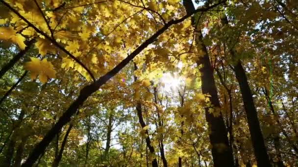 Hojas amarillas de otoño — Vídeo de stock