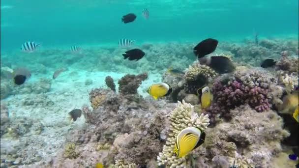 Peixes de corais no Mar Vermelho — Vídeo de Stock