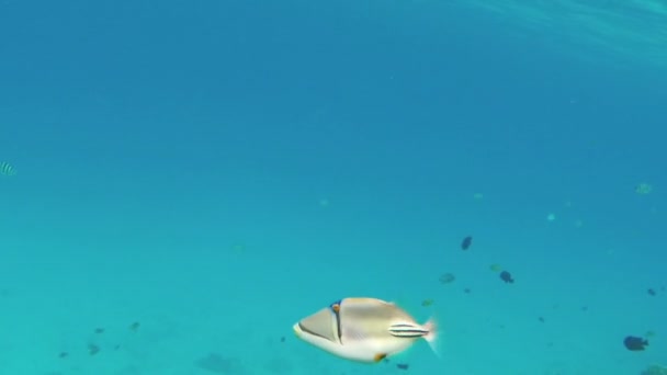 Picasso Triggerfish в Красном море — стоковое видео
