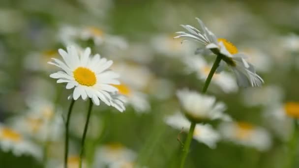 Marguerites fleurs sur prairie — Video
