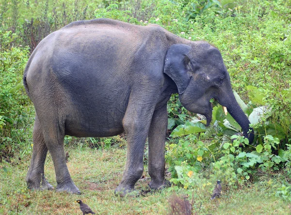 Indian elephant eating — Stock Photo, Image