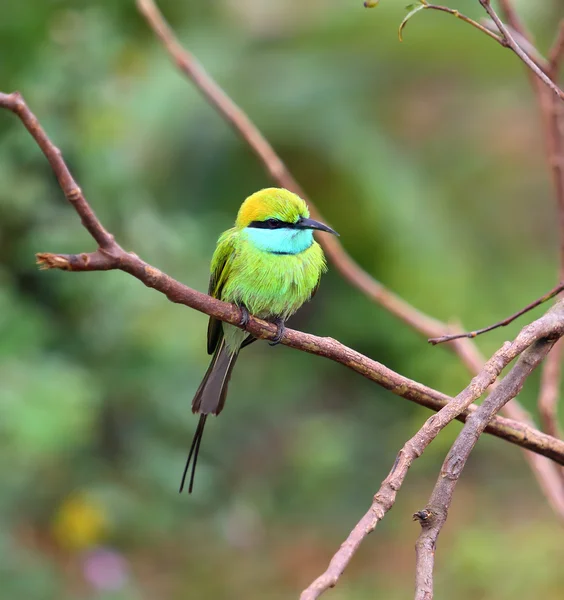 Abeja verde devorador pájaro en rama — Foto de Stock